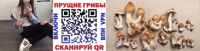 Псилоцибиновые грибы Cubensis  Сольвычегодск 